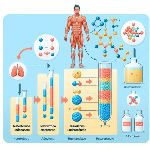 Effet de l'undécanoate de testostérone sur l'équilibre acido-basique