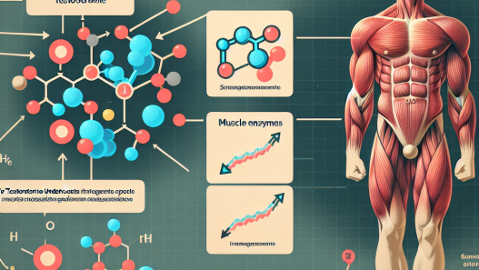 Undécanoate de testostérone et effet sur le taux d'enzymes musculaires